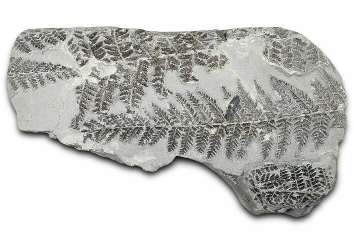 Carboniferous Fossil Fern (Sphenopteris) Plate - France #378129